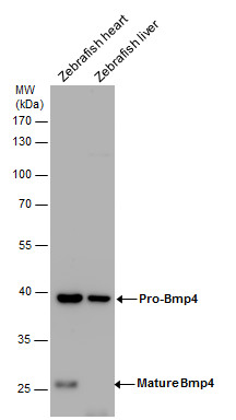 Anti-Bmp4 antibody used in Western blot. GTX128348
