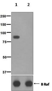 Anti-B-Raf (phospho Ser729) antibody [EPR2207] used in Western blot. GTX63733