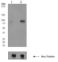Anti-B-Raf (phospho Thr401) antibody [EPR2208Y] used in Western blot. GTX61882