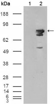 Anti-B-Raf antibody [1H12F1, 1H12G10,1F12F11C9] used in Western blot. GTX83076