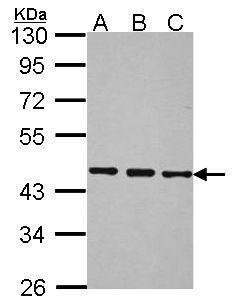 Anti-BRF2 antibody [N1C1] used in Western blot. GTX116223