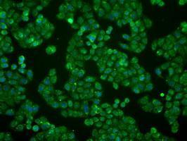 Anti-BTN3A2 antibody [1A6] used in ICC/IF. GTX84773