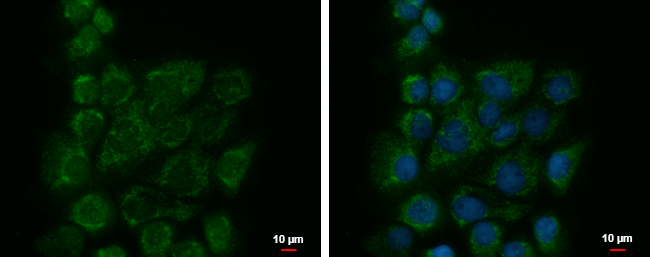 Anti-BZW1 antibody used in ICC/IF. GTX120426
