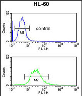 Anti-C14orf145 antibody, Internal used in Flow cytometry/FACS. GTX80638