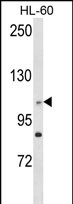 Anti-C14orf145 antibody, Internal used in Western blot. GTX80638