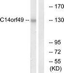 Anti-C14orf49 antibody used in Western blot. GTX87974