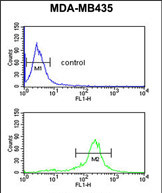 Anti-C19orf26 antibody, Internal used in Flow cytometry/FACS. GTX80447