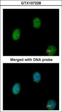 Anti-C1orf165 antibody [N1C1] used in ICC/IF. GTX107228