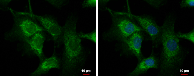 Anti-C1orf74 antibody [N2C3] used in ICC/IF. GTX120342