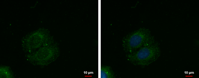 Anti-C4orf23 antibody used in ICC/IF. GTX119915