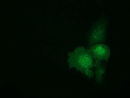Anti-C9orf41 antibody [1E8] used in ICC/IF. GTX84741