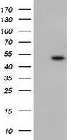 Anti-C9orf41 antibody [1E8] used in Western blot. GTX84741
