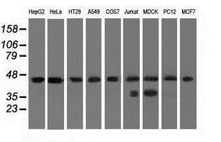Anti-C9orf41 antibody [4A2] used in Western blot. GTX84742