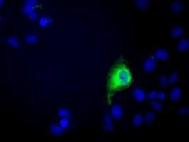 Anti-C9orf41 antibody [6E4] used in ICC/IF. GTX84740