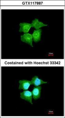 Anti-C9orf86 antibody [N1N3] used in ICC/IF. GTX117887