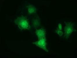 Anti-CBWD1 antibody [1B3] used in ICC/IF. GTX84730
