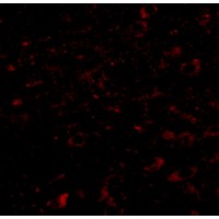 Anti-CCDC134 antibody used in ICC/IF. GTX85268