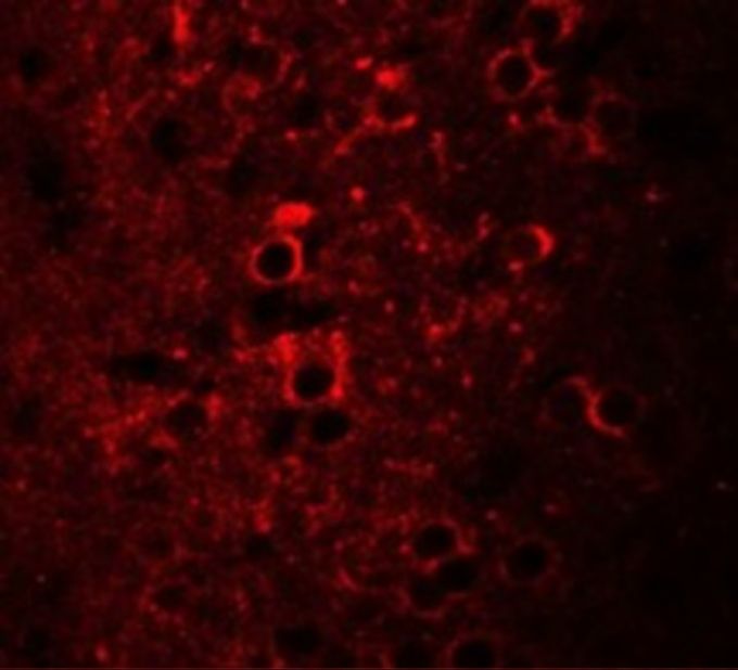 Anti-CCDC55 antibody used in ICC/IF. GTX16250