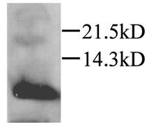 Anti-CCL20 antibody used in Western blot. GTX45123