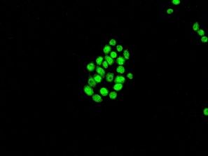 Anti-MSH3 antibody [EPR4334(2)] used in ICC/IF. GTX63098