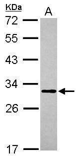 Anti-MTG1 antibody [N1C2] used in Western blot. GTX119864