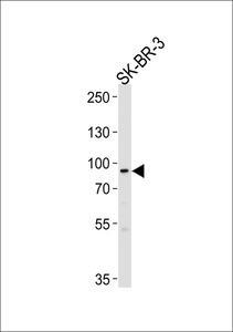 Anti-MTIF2 antibody used in Western blot. GTX53673