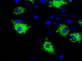 Anti-MTRF1L antibody [1F11] used in ICC/IF. GTX84076
