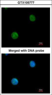 Anti-MYBPC2 antibody [N3C1], Internal used in ICC/IF. GTX105777