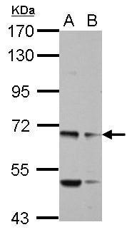 Anti-MYO19 antibody [N1N2], N-term used in Western blot. GTX122503