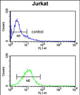 Anti-MYO1A antibody, Internal used in Flow cytometry/FACS. GTX81515