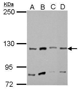 Anti-myosin IA antibody [N2C1], Internal used in Western blot. GTX110081