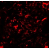 Anti-Nanos2 antibody used in ICC/IF. GTX85391