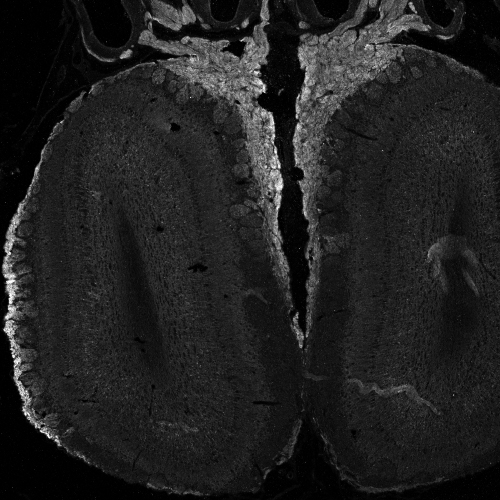 Anti-NCAM2 / OCAM antibody, C-term used in IHC (Frozen sections). GTX89311
