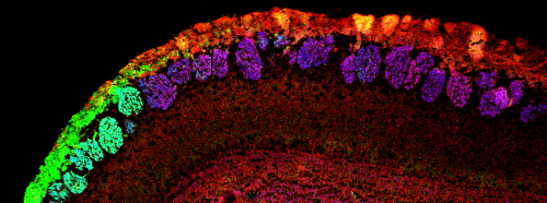 Anti-NCAM2 / OCAM antibody, C-term used in IHC (Frozen sections). GTX89311