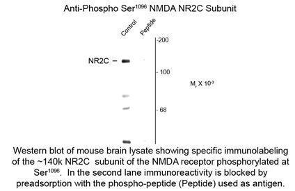 Anti-NDMAR2C (phospho Ser1096) antibody used in Western blot. GTX82628