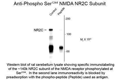 Anti-NDMAR2C (phospho Ser1244) antibody used in Western blot. GTX82627