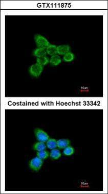 Anti-NDUFAB1 antibody used in ICC/IF. GTX111875