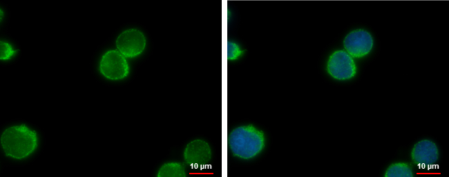 Anti-Nek1 antibody used in ICC/IF. GTX111463