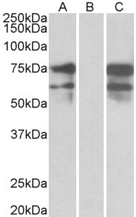 Anti-Neurexin 1 antibody, C-term used in Western blot. GTX89028