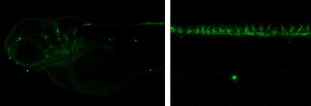 Anti-Neurog1 antibody used in IHC (Whole mount). GTX128511