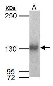 Anti-Neuropilin 1 antibody used in Western blot. GTX127947