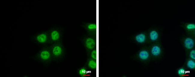 Anti-NIP30 antibody used in ICC/IF. GTX122479