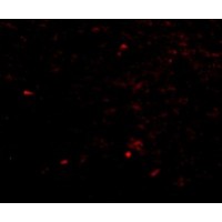 Anti-NIPSNAP antibody used in ICC/IF. GTX85407