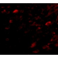 Anti-NIPSNAP3A antibody used in ICC/IF. GTX85359