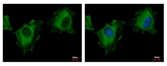 Anti-NIR1 antibody [C3], C-term used in ICC/IF. GTX108085