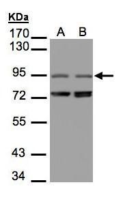 Anti-NIR1 antibody [C3], C-term used in Western blot. GTX108085