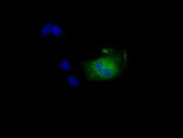 Anti-NIT2 antibody [3D5] used in ICC/IF. GTX84039