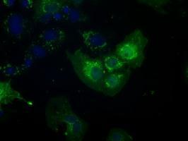 Anti-NIT2 antibody [3F3] used in ICC/IF. GTX84038