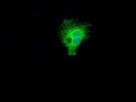 Anti-NIT2 antibody [6H7] used in ICC/IF. GTX84040