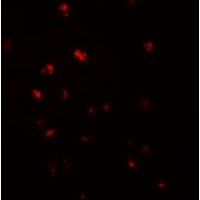 Anti-NOD4 antibody used in ICC/IF. GTX85160